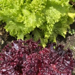 Mix lechuga