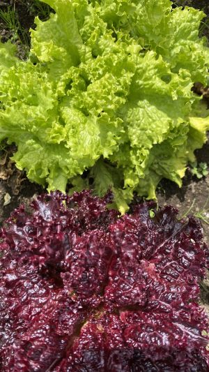 Mix lechuga