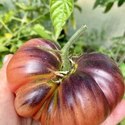 Tomate Zapoteca Brown