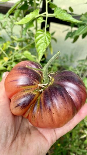 Tomate Zapoteca Brown