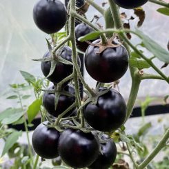 Tomate Cherry Blue Berries