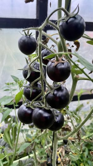 Tomate Cherry Blue Berries