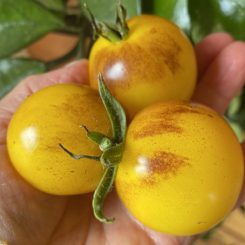 Tomate cherry gold nugget