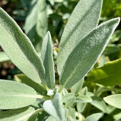 Salvia de comer