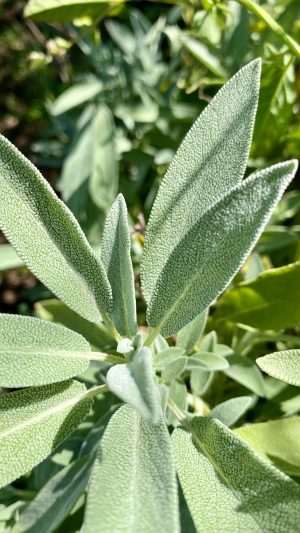 Salvia de comer