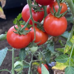 Tomate cherry Atómico rojo