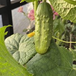 Pepinillo pickle