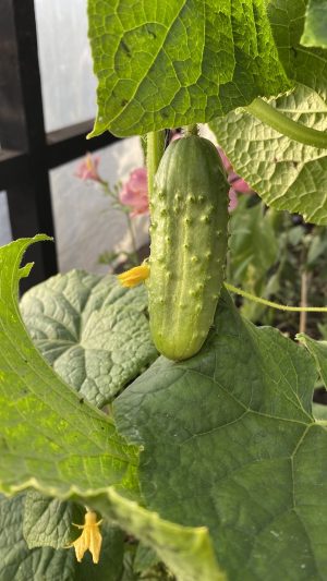 Pepinillo pickle
