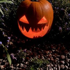 Zapallo halloween