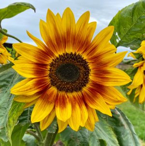 Girasol de la huerta