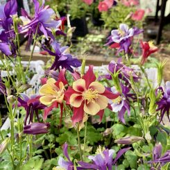 Aquilegia mix