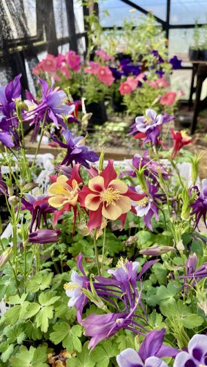 Aquilegia mix