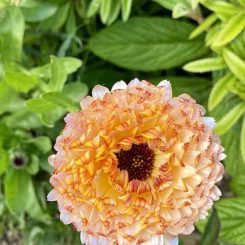 Calendula frutilla