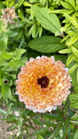 Calendula frutilla