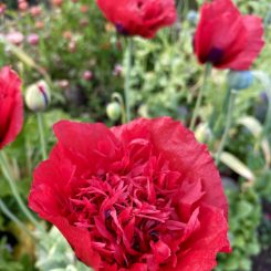 Amapola roja doble