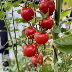 Tomate cherry Mini limachino rojo