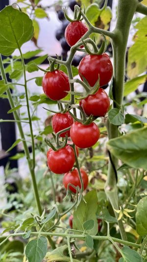 Tomate cherry Mini limachino rojo