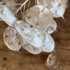 Lunaria annua