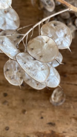 Lunaria annua