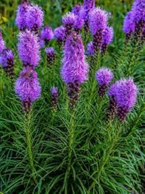 Liatris