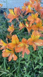 Alstroemeria naranja