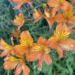 Alstroemeria naranja