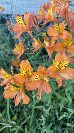Alstroemeria naranja