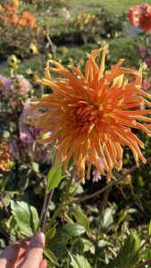 Dalia mix