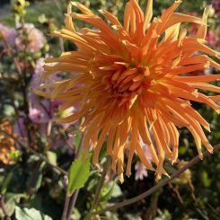 Dalia mix