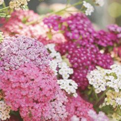 Achillea Summer Berries mix