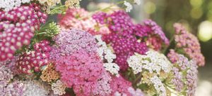 Achillea Summer Berries mix