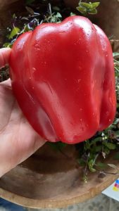 Pimiento rojo dulce