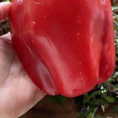 Pimiento rojo dulce