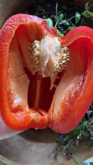 Pimiento rojo dulce - Imagen 2