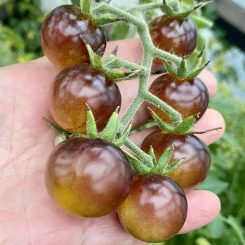 Tomate cherry Indigo Gold Berries