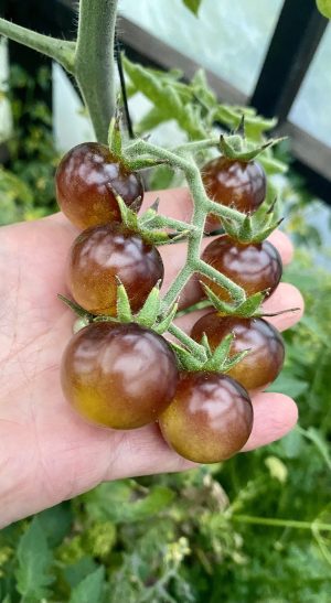 Tomate cherry Indigo Gold Berries