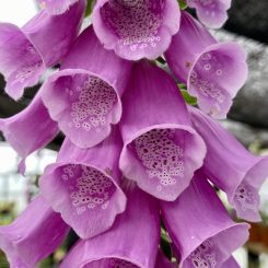 Digitalis