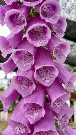Digitalis