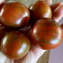 Tomate cherry Black Vernisage