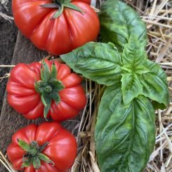 Tomate Costolutto
