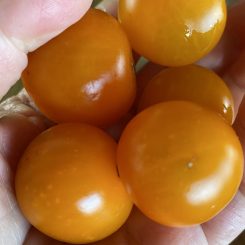 Tomate cherry Gold naranja
