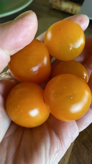 Tomate cherry Gold naranja