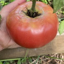 Tomate rosado chilote grande