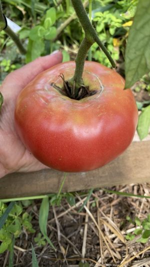 Tomate rosado chilote grande