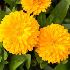 Calendula gold