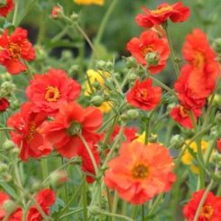Geum rojo