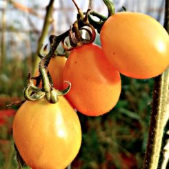 Tomate cherry largo naranja