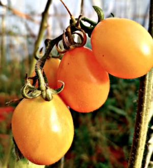 Tomate cherry largo naranja